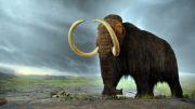 Woolly Mammoth (Mammuthus primigenius)