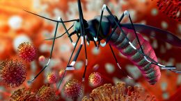 Zika Malaria Mosquito Virus Concept Illustration