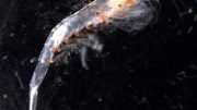 Zooplankton Vertical Migrator