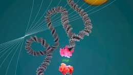 Illustration Showing a DNA Scaffold Holding Two Proteins Close Together During Acoustic Force Spectroscopy