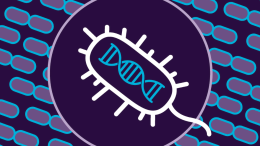 New Rare CRISPR Systems in Bacterial Genomes